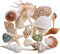 Sea Shells Mixed Beach Seashells 20 Kinds, 1.5"-5.5" Various Sizes Large Ocean Shells Conch 2 Kinds Natural Starfish for Decorating Beach Theme Party Fish Tank Filling Home Decor Wedding